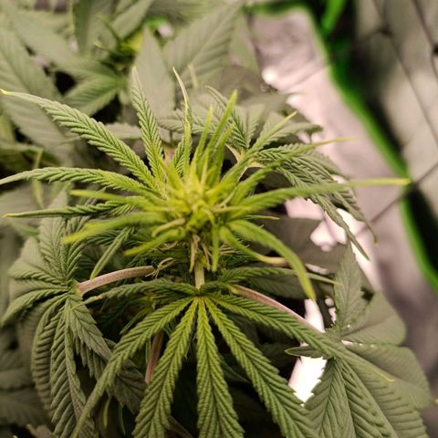 Anubis growlog timeline photo