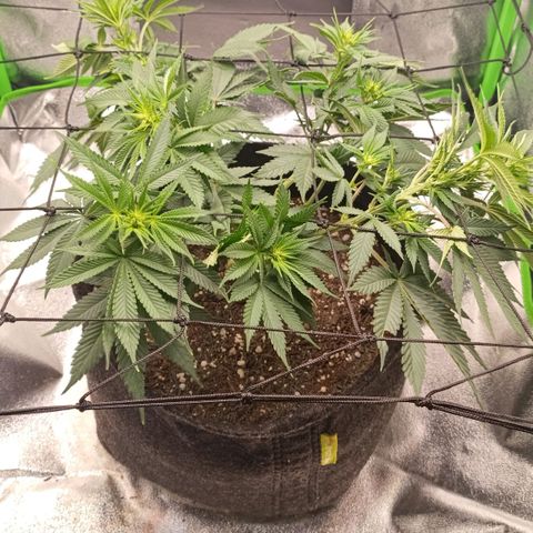 Anubis growlog timeline photo