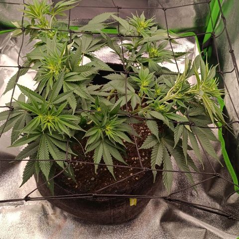 Anubis growlog timeline photo