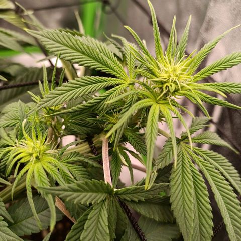 Anubis growlog timeline photo