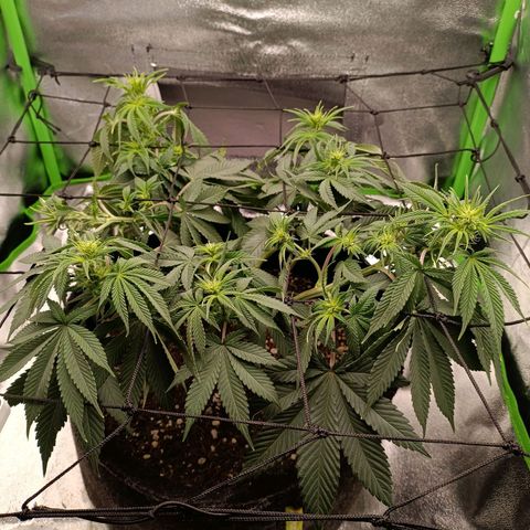 Anubis growlog timeline photo