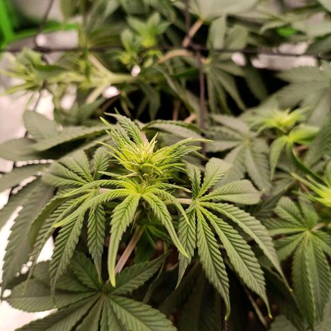 Anubis growlog timeline photo