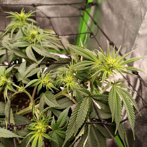 Anubis growlog timeline photo