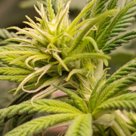 Anubis growlog timeline photo