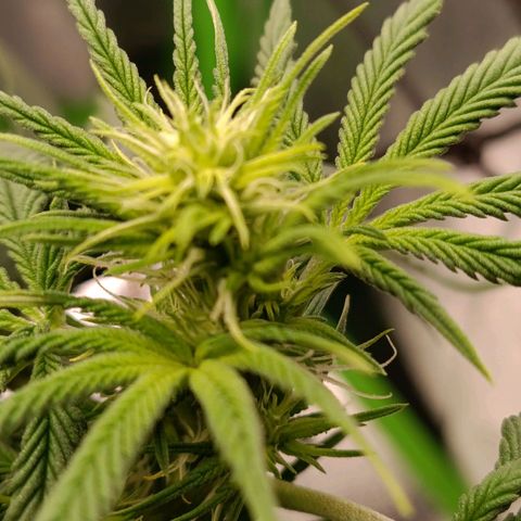Anubis growlog timeline photo