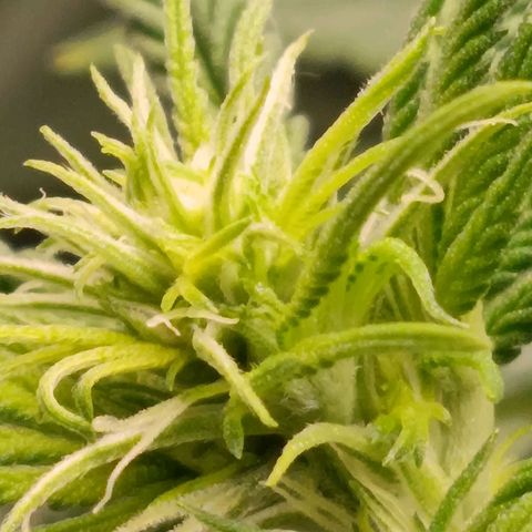 Anubis growlog timeline photo