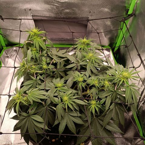 Anubis growlog timeline photo