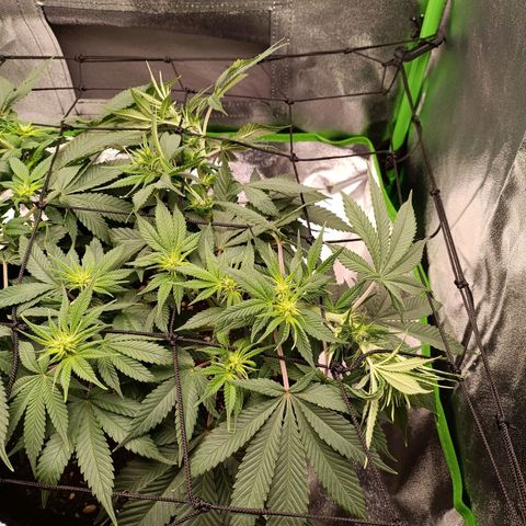 Anubis growlog timeline photo