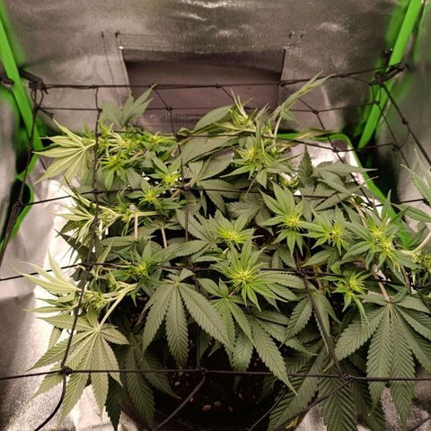 Anubis growlog timeline photo