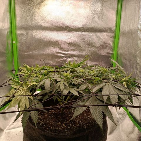 Anubis growlog timeline photo
