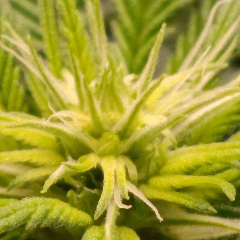 Anubis growlog timeline photo
