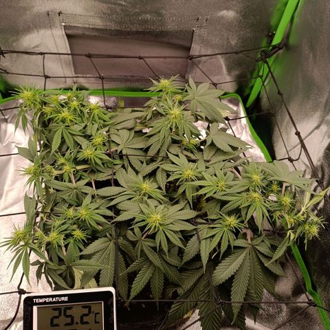 Anubis growlog timeline photo