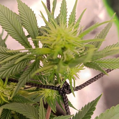 Anubis growlog timeline photo