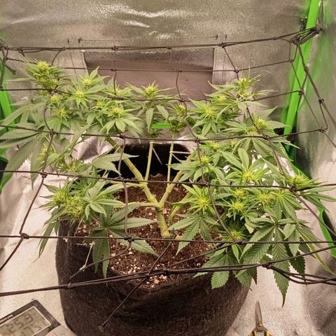 Anubis growlog timeline photo