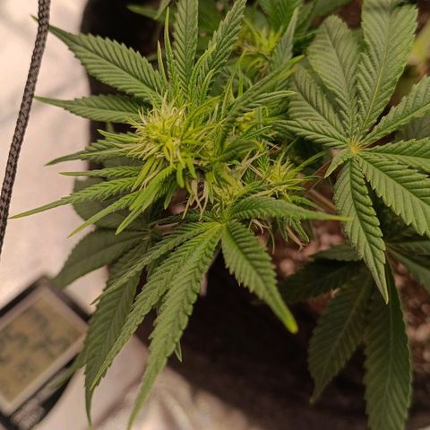 Anubis growlog timeline photo