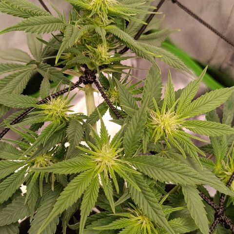 Anubis growlog timeline photo