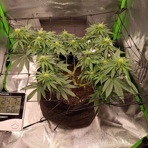 Anubis growlog timeline photo
