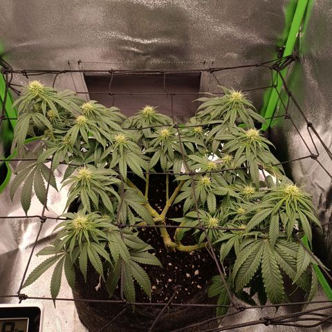 Anubis growlog timeline photo