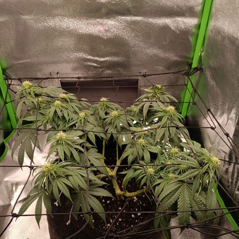Anubis growlog timeline photo