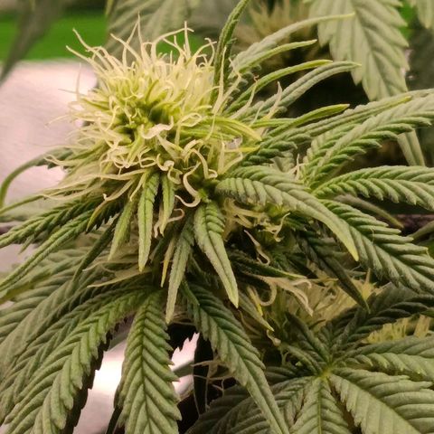 Anubis growlog timeline photo