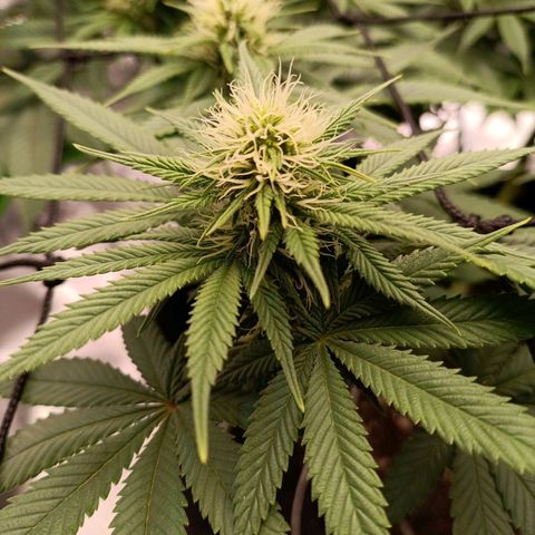 Anubis growlog timeline photo