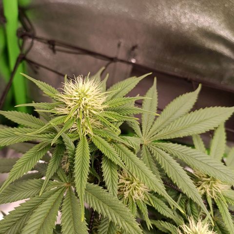 Anubis growlog timeline photo