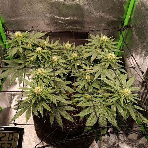 Anubis growlog timeline photo