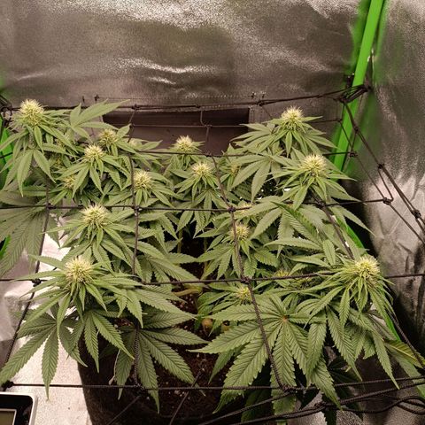 Anubis growlog timeline photo