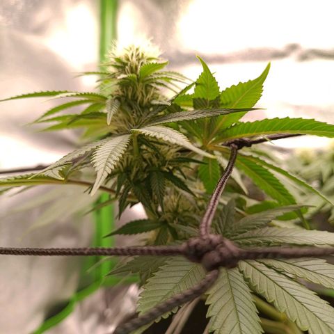 Anubis growlog timeline photo