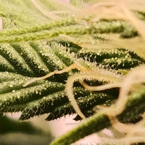 Anubis growlog photo: Um galho acabou se rompendo durante o manuseio no SCROG

Primeiro sinal de terpenos 