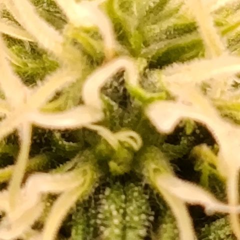 Anubis growlog photo: Um galho acabou se rompendo durante o manuseio no SCROG

Primeiro sinal de terpenos 