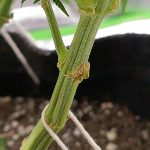 Anubis growlog photo: Um galho acabou se rompendo durante o manuseio no SCROG

Primeiro sinal de terpenos 