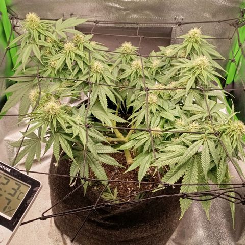 Anubis growlog photo: Um galho acabou se rompendo durante o manuseio no SCROG

Primeiro sinal de terpenos 