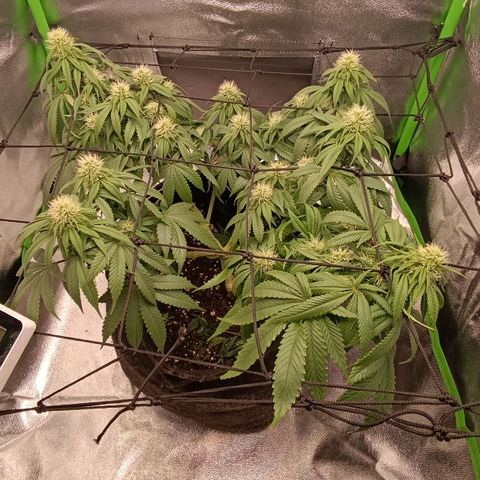 Anubis growlog timeline photo