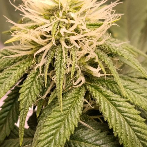 Anubis growlog timeline photo