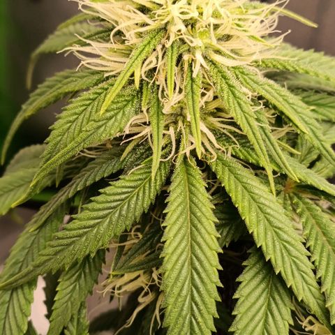 Anubis growlog timeline photo