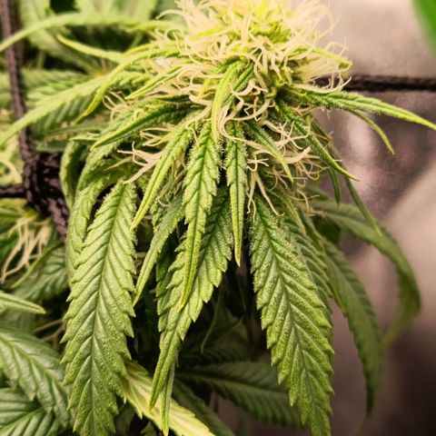 Anubis growlog timeline photo