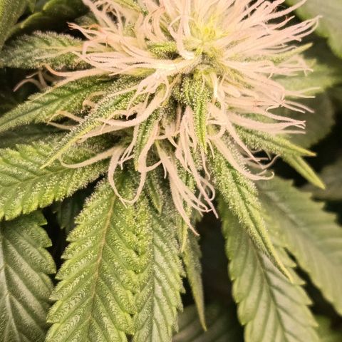 Anubis growlog timeline photo