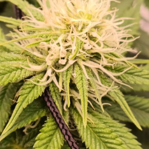 Anubis growlog timeline photo