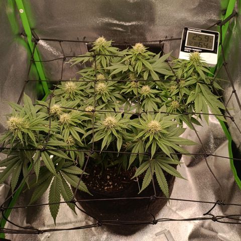 Anubis growlog timeline photo