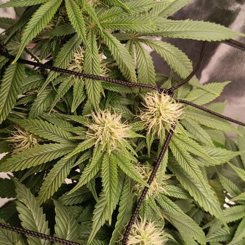 Anubis growlog timeline photo
