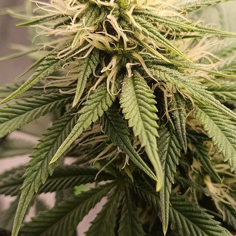 Anubis growlog timeline photo