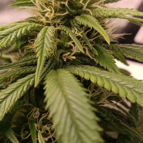 Anubis growlog timeline photo
