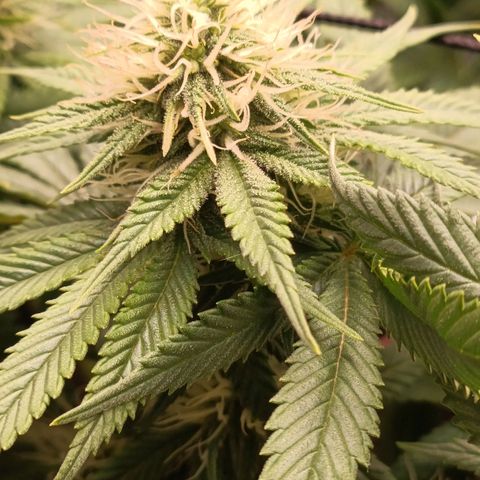 Anubis growlog timeline photo