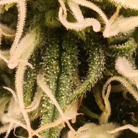 Anubis growlog timeline photo