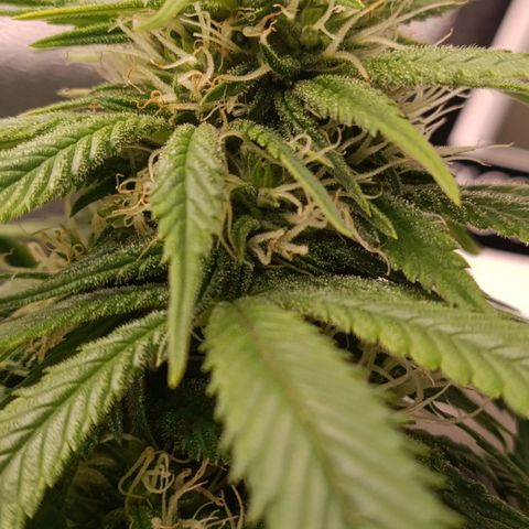 Anubis growlog timeline photo