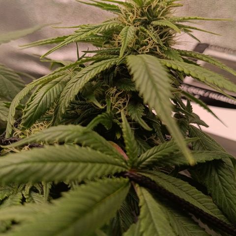 Anubis growlog timeline photo