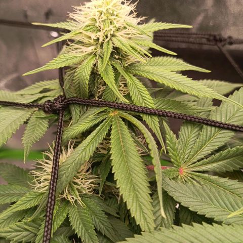 Anubis growlog timeline photo