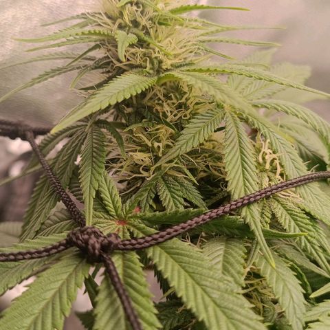 Anubis growlog timeline photo