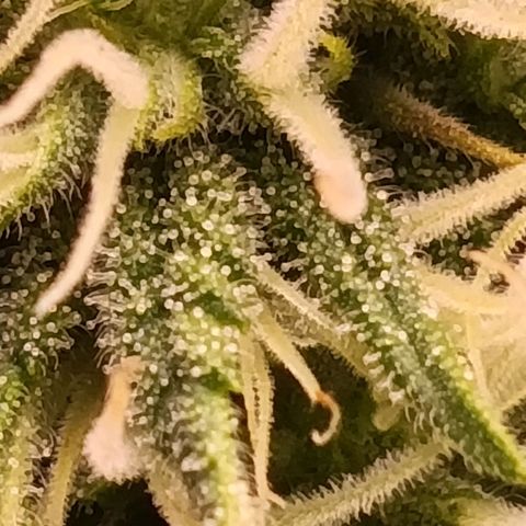 Anubis growlog timeline photo
